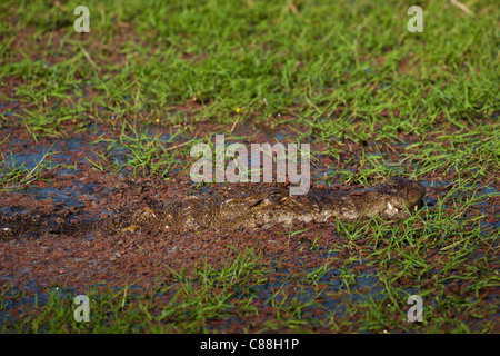 Indische Sumpf-Krokodil, Crocodylus Palustris, Sumpf-Krokodil in Ranthambhore National Park, Rajasthan, Nordindien Stockfoto