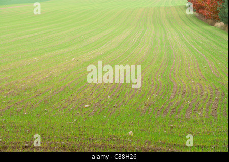 Green eingereicht von Winter Getreide ernten für Hintergründe Stockfoto