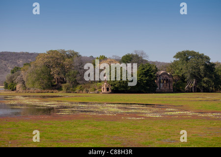 Rajbagh See und Maharadschas von Jaipur Jagdschloss in Ranthambhore National Park, Rajasthan, Nordindien Stockfoto