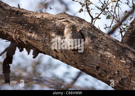 Gefleckte Owlet Vogel, Athene Brama in Ranthambhore National Park, Rajasthan, Nordindien Stockfoto