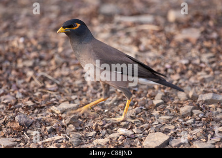 Gemeinsame Myna Vogel, Acridotheres Tristis in Ranthambhore National Park, Rajasthan, Nordindien Stockfoto