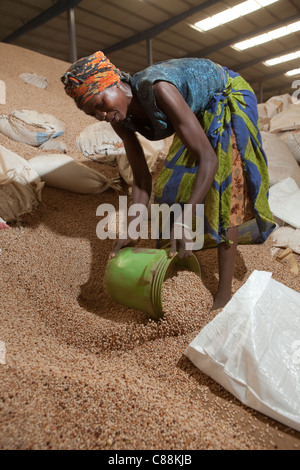 Eine Frau füllt Säcke Taube Erbse bei einem Seed Verarbeitungsanlage in Dar Es Salaam, Tansania, Ostafrika. Stockfoto