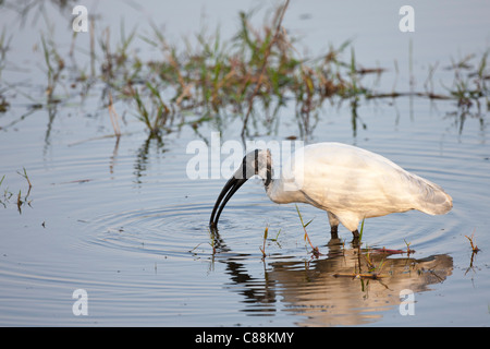 Black-Headed Ibis Threskiornis Melanocephalus Fütterung in Ranthambhore National Park, Rajasthan, Nordindien Stockfoto