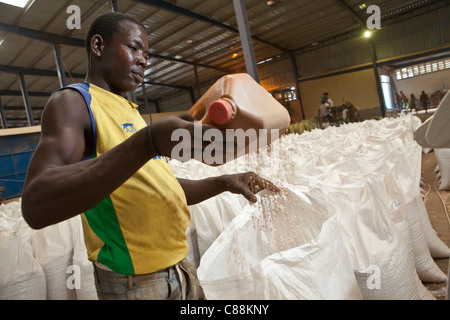 Ein Mann wiegt Säcke Taube Erbse in einem Samen Verarbeitung Lager in Dar Es Salaam, Tansania, Ostafrika. Stockfoto