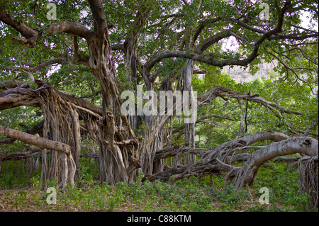 Alten 700 Jahre alten Banyan-Bäume in Ranthambhore National Park, Rajasthan, Nordindien Stockfoto