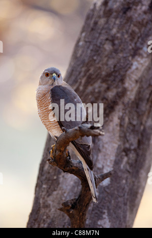 Shikra Hawk Raubvogel, Accipiter Badius in Ranthambhore National Park, Rajasthan, Nordindien Stockfoto