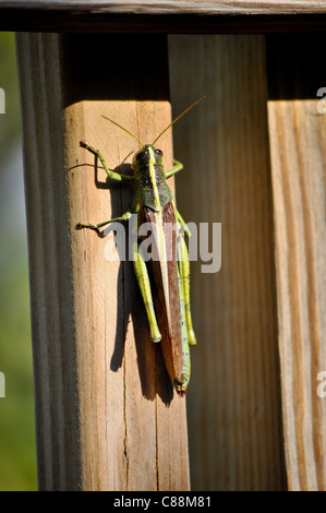 Obskure Vogel Grasshopper (Schistocerca Obscura) - große Heuschrecke auf Holz Geländer Stockfoto