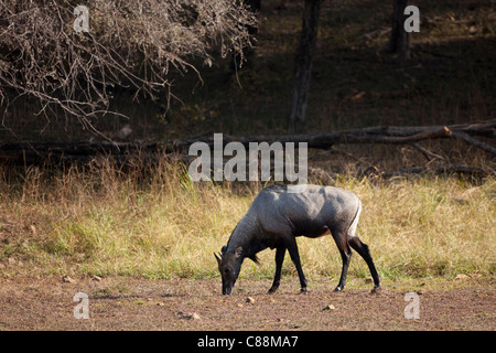 Jackale Blue Bull Antilope, Boselaphus Tragocamelus, im Ranthambhore National Park, Rajasthan, Indien Stockfoto