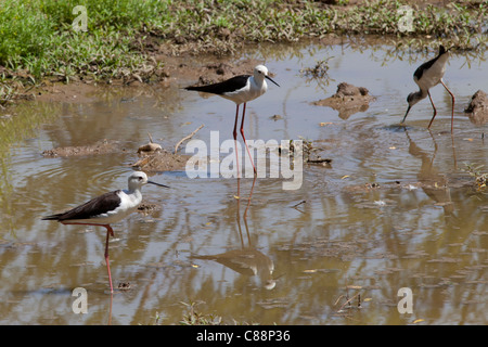 Black Winged Stelzen, Himantopus Himantopus in Wasserloch im Kutalpura Dorf in Rajasthan, Nordindien Stockfoto