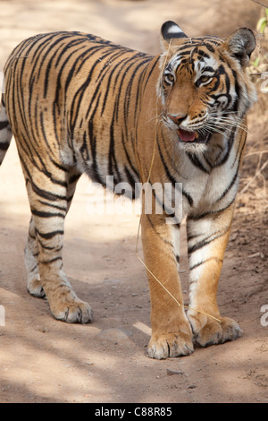 Weibliche Bengal Tiger, Panthera Tigris Tigris, im Ranthambore Nationalpark, Rajasthan, Indien Stockfoto