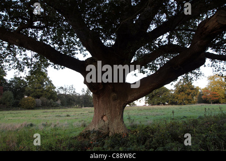 Alte Eiche (Quercus Robur) in der Nähe von Vorschein Minster, Dorset, England, UK Stockfoto