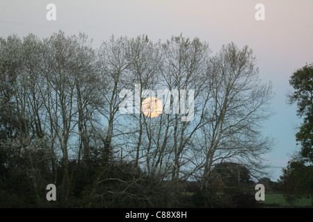 Aufgehenden Vollmond hinter Bäumen in der Nähe von Gaunts House, Vorschein Minster, Dorset, England, UK Stockfoto