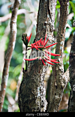 Leuchtend rote Blüten auf kurzen Stielen auf einem kleinen Korallenbaum in Victoria Peak Gärten Hong Kong China Asien Stockfoto