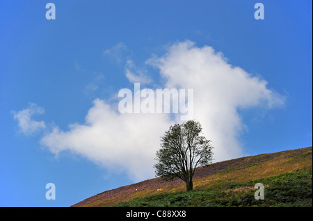 Einsamer Baum, blauen Himmel und weiße Wolke. Trog von Bowland, Wald von Bowland, Lancashire, England, Vereinigtes Königreich, Europa. Stockfoto