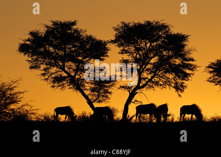 Gnus (Connochaetes Taurinus) und einer afrikanischen Akazie Silhouette gegen einen roten afrikanischen Sonnenuntergang Stockfoto