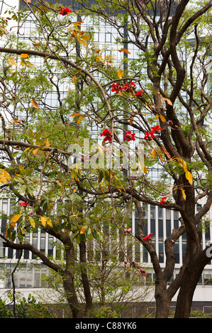 Die roten Blumen von einem Baum Baumwolle mit modernen Wolkenkratzers hinter im Financial District von Hong Kong Island China Asien Stockfoto