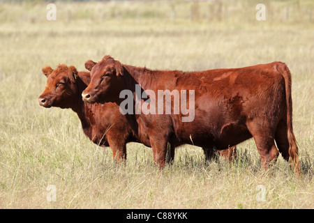 Rote Angus Kühe auf der Weide Stockfoto