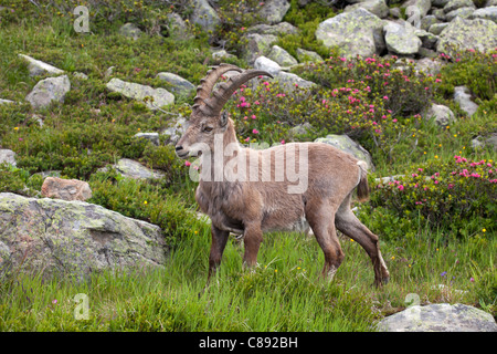 Chamonix: Flegere - Lac Blanc Trek: Steinbock Stockfoto