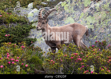 Chamonix: Flegere - Lac Blanc Trek: Steinbock Stockfoto