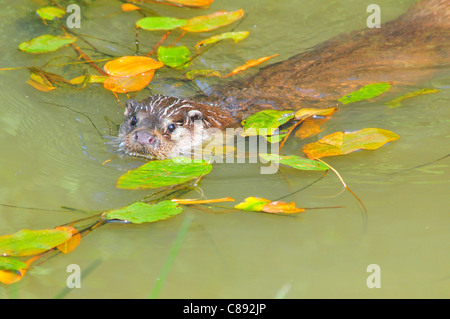 Otter, British Wildlife Centre Stockfoto