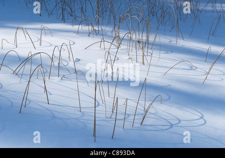 Linie und Schatten, Gräser, eingefroren in Blachford Lake, Nordwest-Territorien, Kanada WINTER Stockfoto