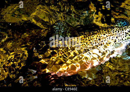 Cutthroat-Forelle im golden stream