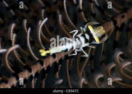 Peitschenkorallen Garnelen in einer Featherstar unter Wasser. Stockfoto