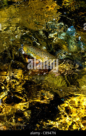 Cutthroat-Forelle im golden stream Stockfoto