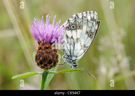 Marmorierter weißer Schmetterling (Melanargia Galathea) männlichen gehockt Flockenblume zeigt die Unterseite der Flügel mit Tau bedeckt Stockfoto