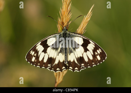 Marmorierter weißer Schmetterling (Melanargia Galathea) weibliche thront mit Flügel offen Stockfoto