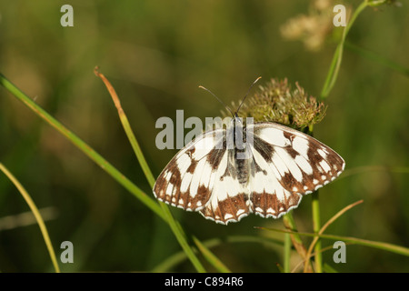 Marmorierter weißer Schmetterling (Melanargia Galathea) weibliche thront mit Flügel offen Stockfoto