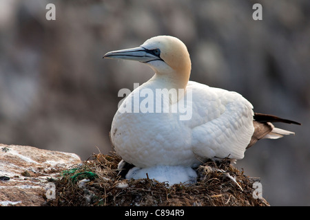 Gannet sitzen auf Nest mit einem Küken Stockfoto