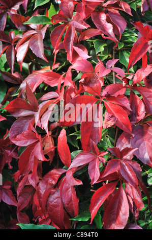 Wildem Wein Parthenocissus quinquefolia Stockfoto