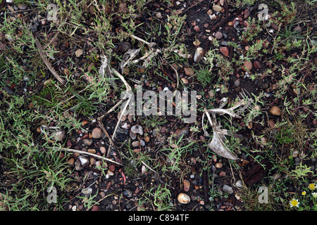 verfallene Überreste der Möwe auf Kies Strand, Orfordness, Suffolk, UK Stockfoto