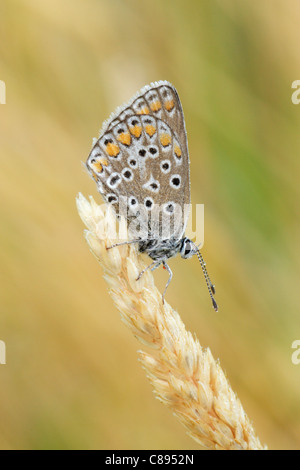 Gemeinsamen blauer Schmetterling (Polyommatus Icarus) weiblich, thront auf Grass Blüte zeigt Unterseite der Flügel Stockfoto