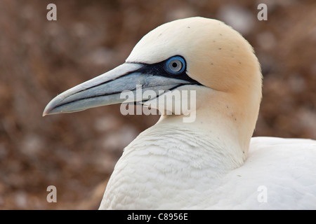 Porträt einer Gannet Stockfoto