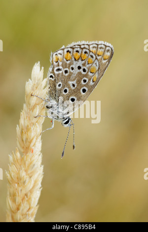 Gemeinsamen blauer Schmetterling (Polyommatus Icarus) weiblich, thront auf Grass Blüte zeigt Unterseite der Flügel Stockfoto