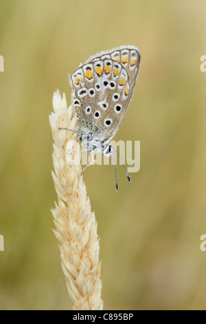 Gemeinsamen blauer Schmetterling (Polyommatus Icarus) weiblich, thront auf Grass Blüte zeigt Unterseite der Flügel Stockfoto