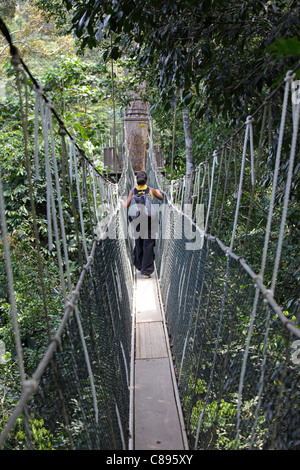 Baldachin-Spaziergang in den Taman Negara Regenwald, Malaysia Stockfoto