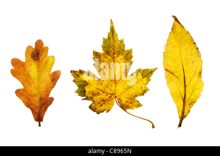 Drei Herbstlaub isoliert auf weiss Stockfoto