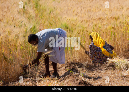 Gerste Getreide geerntet, indem man lokale Landarbeiter in Bereichen Nimaj, Rajasthan, Nordindien Stockfoto