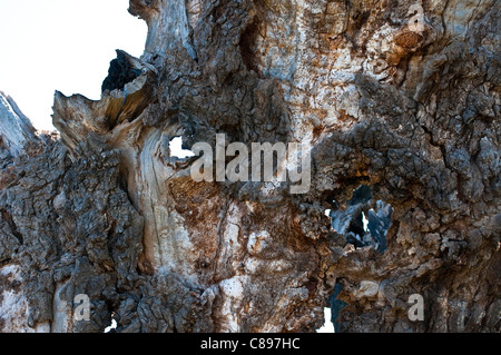 Mittelalterliche Eiche geglaubt, um über 750 Jahre alt, auch bekannt als Methusalem Eiche, Home Park, Surrey, England, Vereinigtes Königreich Stockfoto