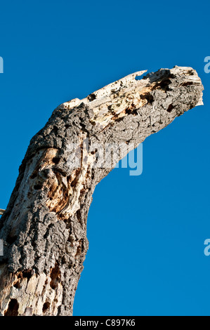 Mittelalterliche Eiche geglaubt, um über 750 Jahre alt, auch bekannt als Methusalem Eiche, Home Park, Surrey, England, Vereinigtes Königreich Stockfoto