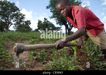 Ein Junge hacken in einem Feld der Süßkartoffel in Amuria, Uganda, Ostafrika. Stockfoto