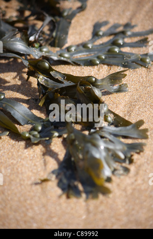 Algen am Strand Stockfoto