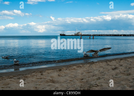 Strand in Sopot mit Pier im Hintergrund, Polen. Es ist die längste Holzmole Europas - die Molo ist 515, 5 Meter lang. Stockfoto