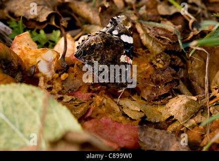 Red Admiral Schmetterling, Vanessa Atalanta, Fütterung auf faule Äpfel, Broad Oak Obstgarten, Herbst. Dorset. Stockfoto