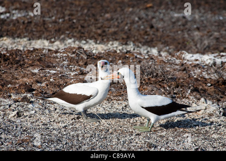 Nazca-Booby-Paar (Sula granti) mit männlichem Vogel, der während der Werbetour auf der Insel Genovesa auf den Galapagos-Inseln einen Zweig für ein Weibchen präsentiert Stockfoto