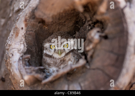 Indische beschmutzt Eule, Strix Occidentalis Baum Nest im Dorf Nimaj, Rajasthan, Nordindien Stockfoto