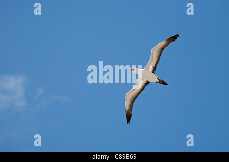 Nazca-Booby (Sula granti), Flug über den Pazifischen Ozean, Galapagosinseln Stockfoto